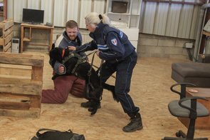 Le formateur du centre des Torrières à Neufchâteau simule des situations d’intervention pour le maître-chien Cathie Petit et son berger allemand Lilith. Le formateur du centre des Torrières à Neufchâteau simule des situations d’intervention pour le maître-chien Cathie Petit et son berger allemand Lilith.