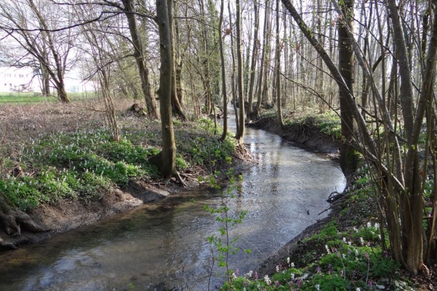 Lieu dit de la Saussaie : cours d'eau après restauration