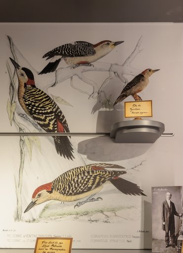 Esquisse à observer sur l'un des murs du pavillon de la biodiversité, mettant en scène des oiseaux