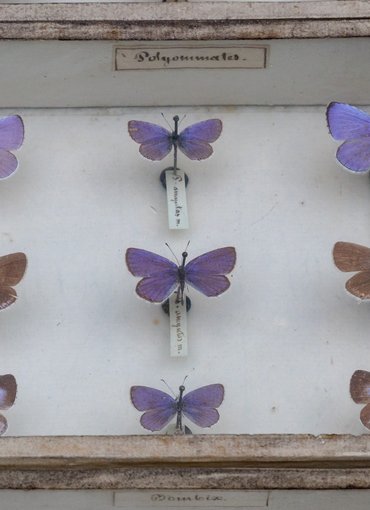 planche de papillons bleu