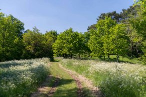 balade sur le mont saint germain