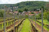 vignes de Lessy