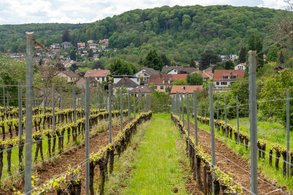 vignes de Lessy