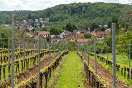 vignes de Lessy