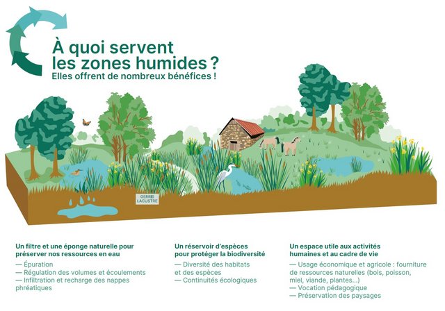 Schéma de l'utilité des zones humides