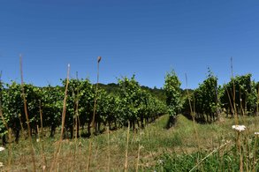 vignes