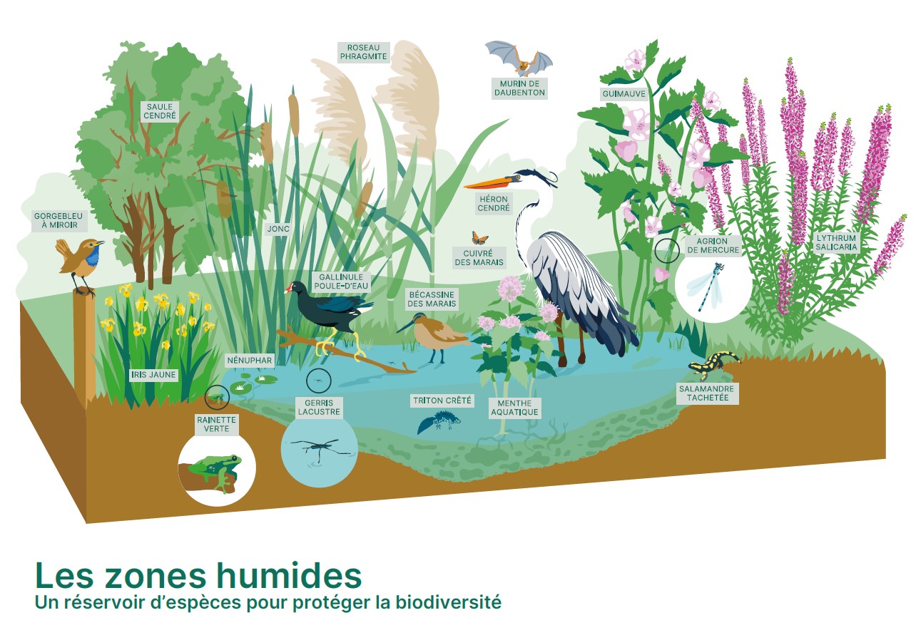 illustration présentant les zones humides comme un réservoir d'espèces pour protéger la biodiversité : gorgebleu à miroir, saule cendré, iris jaune, rainette verte, nenuphar, gerris lacustre, galinule poule d'eau, jonc, roseau phragmite, murin de daubenton, héron cendré, cuivré des marais, bécassine des marais, triton crêté, menthe aquatique, guimauve, agrion de mercure, salamndre tachetée, lythrum salicaria