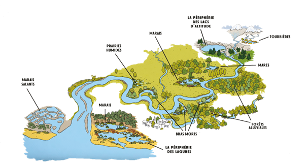 Schéma des différentes zones humides : tourbières, périphérie des lacs d'altitude, mares, marais, prairies humides, forêts alluviales, bras morts, périphérie des lagunes, marais salants
